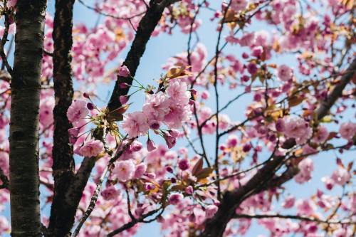春天的樱花树图片