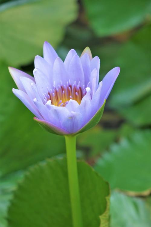 睡莲、莲花、水芙容