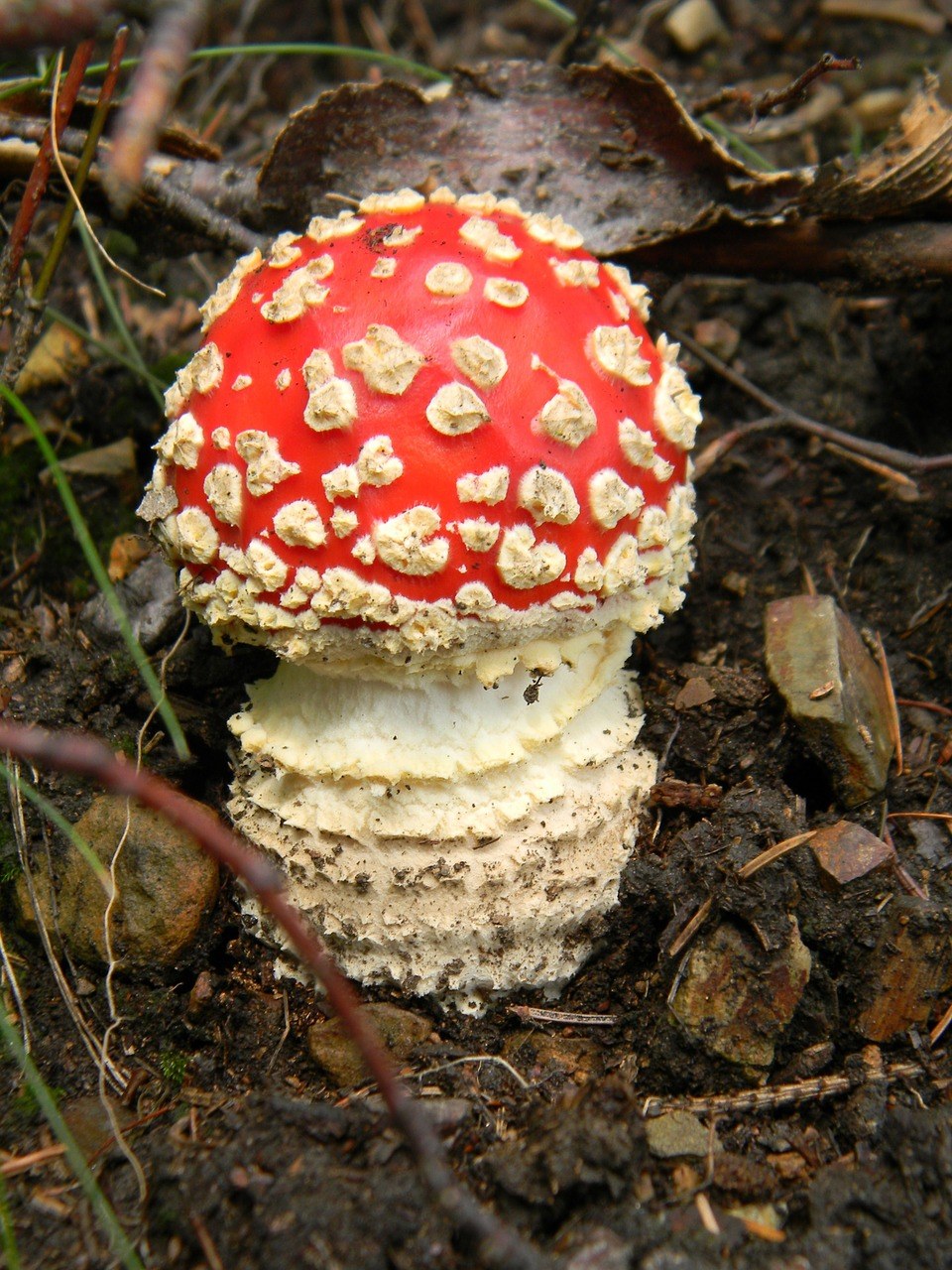 飞木耳红、森林、蘑菇免费图片