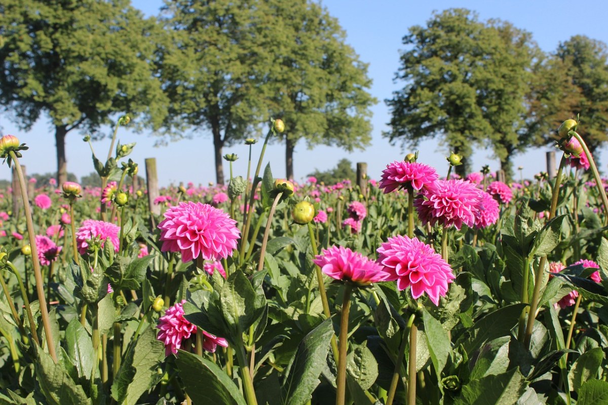 花卉、娇琴纱、大丽花字段免费图片