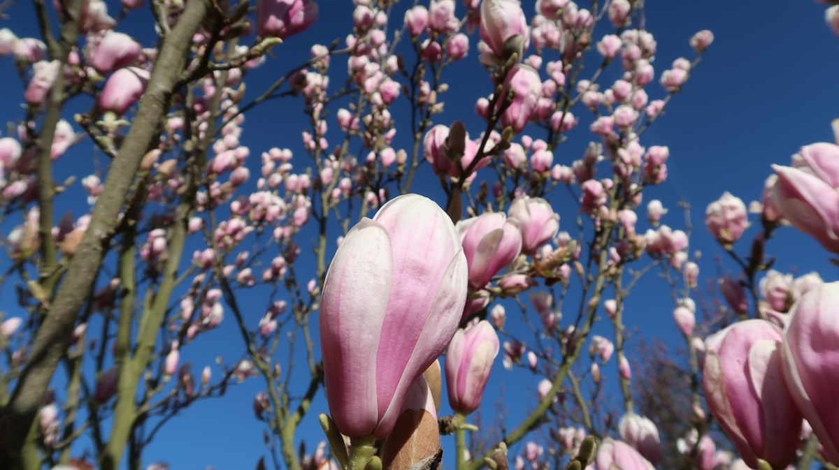 玉兰树上的玉兰花朵免费图片