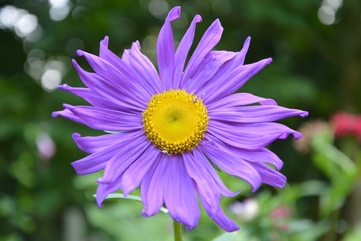 鲜花、紫色玛格丽特、性质免费图片