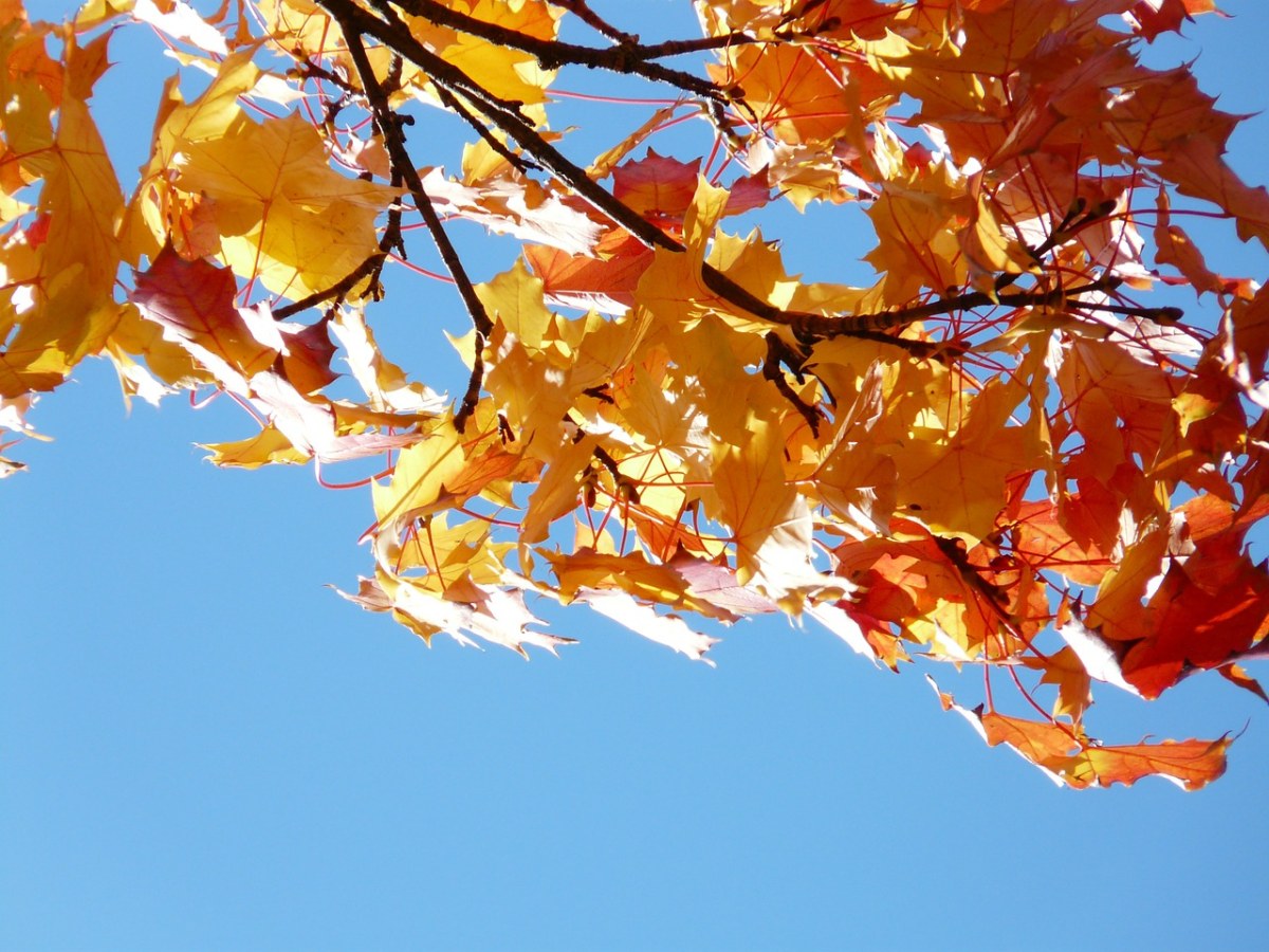 枫叶、秋天树叶、叶子免费图片