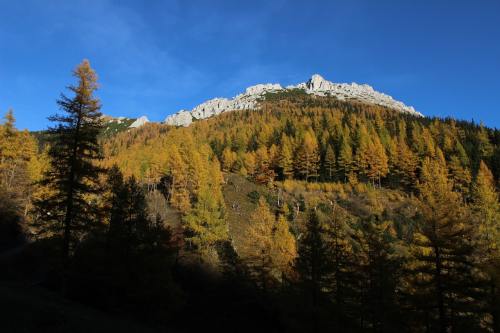 金色的秋天、山、森林
