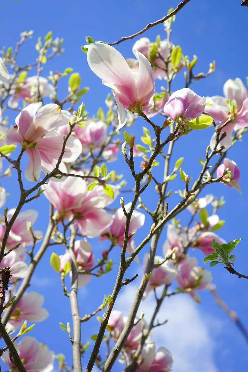 玉兰、玉兰花、鲜花免费图片