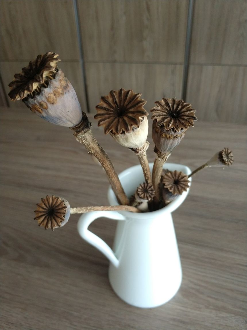 干的罂粟花花瓶罂粟