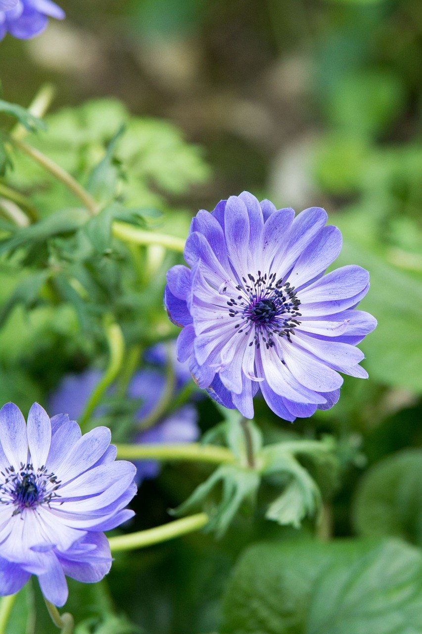 蓝色的花朵免费图片