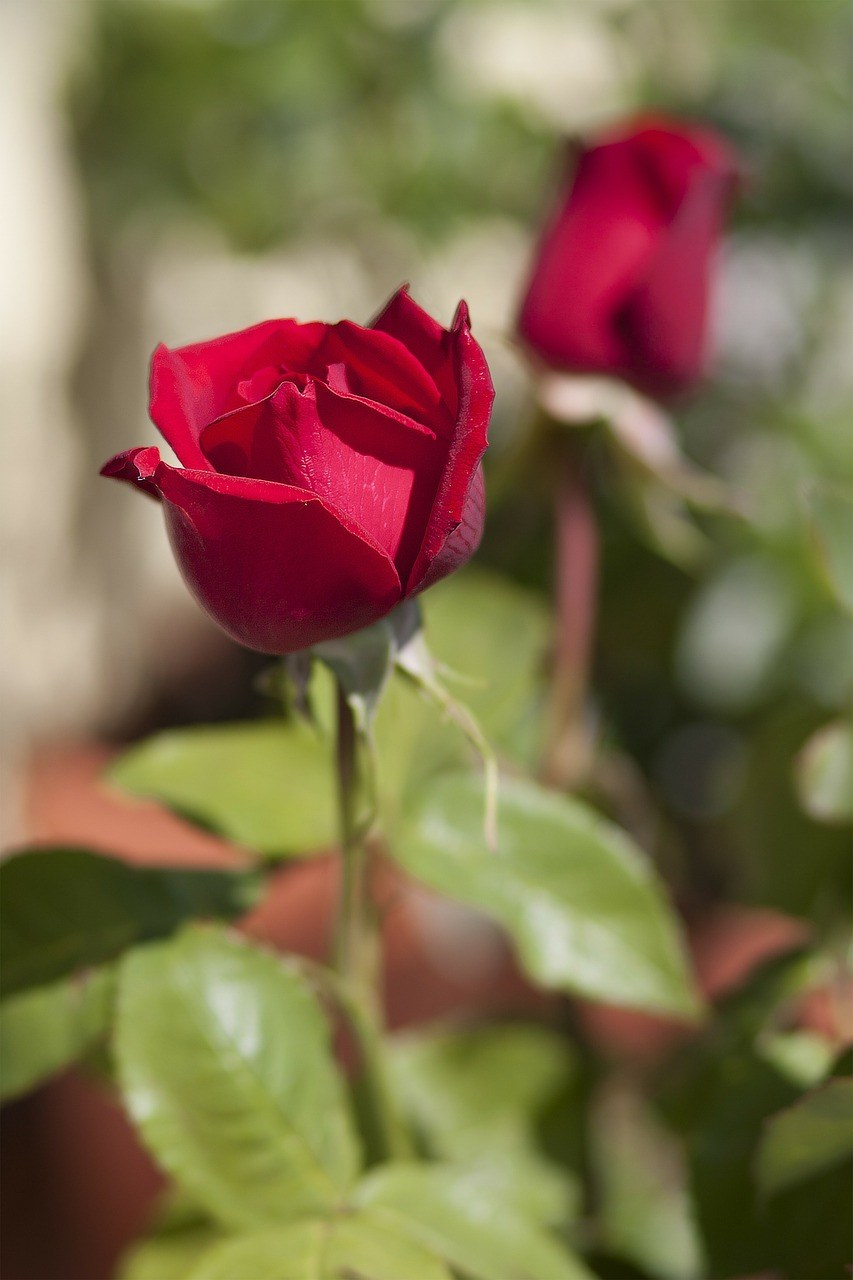 玫瑰花的图片免费图片