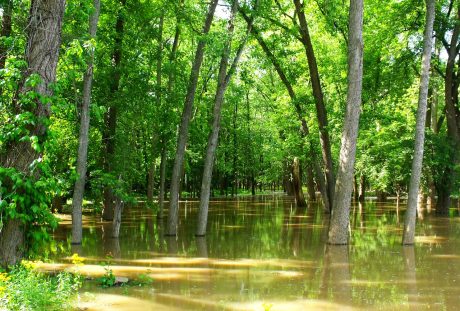 被洪水淹没的树林