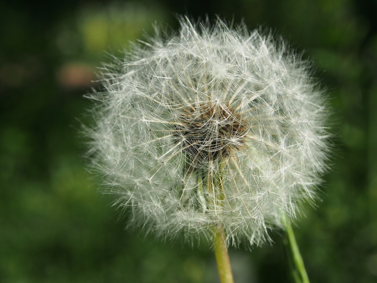 蒲公英、花、指出花免费图片