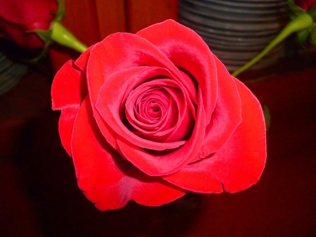 玫瑰、鲜花、红玫瑰免费图片