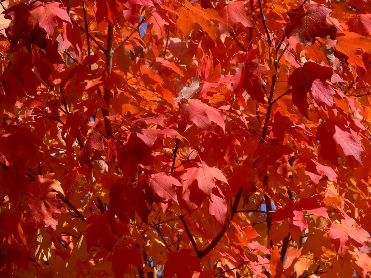 秋、秋天、叶子免费图片