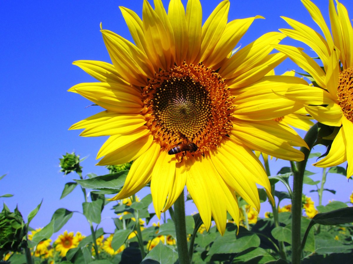 向日葵、黄色、花瓣免费图片