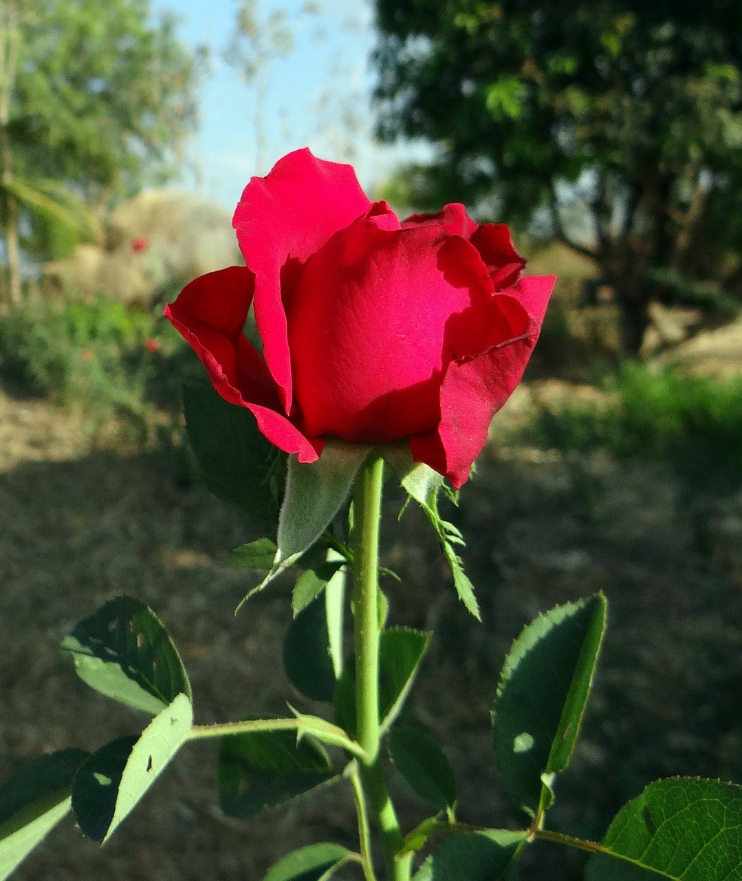 玫瑰、鲜花、红色免费图片