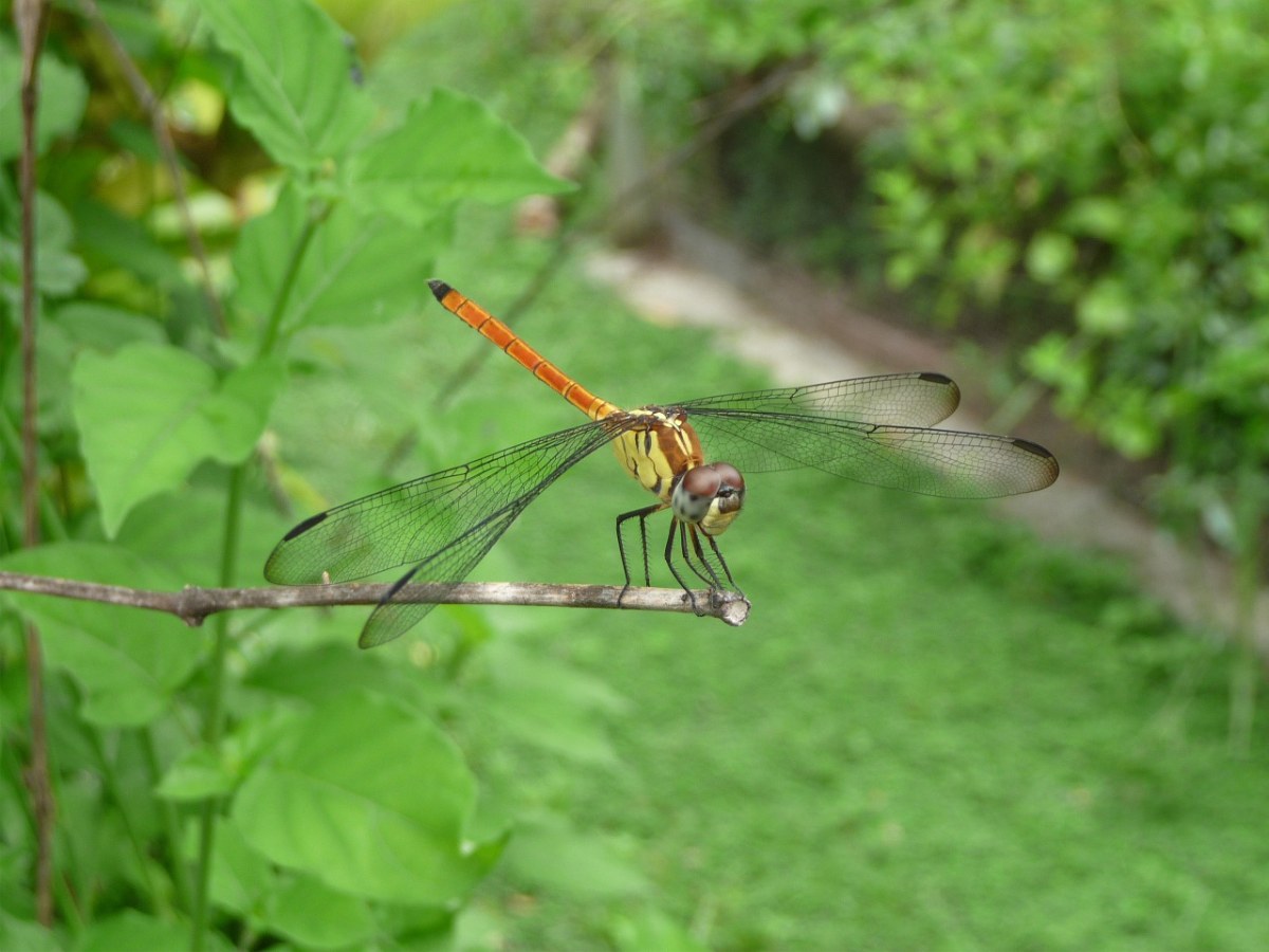 一只蜻蜓免费图片