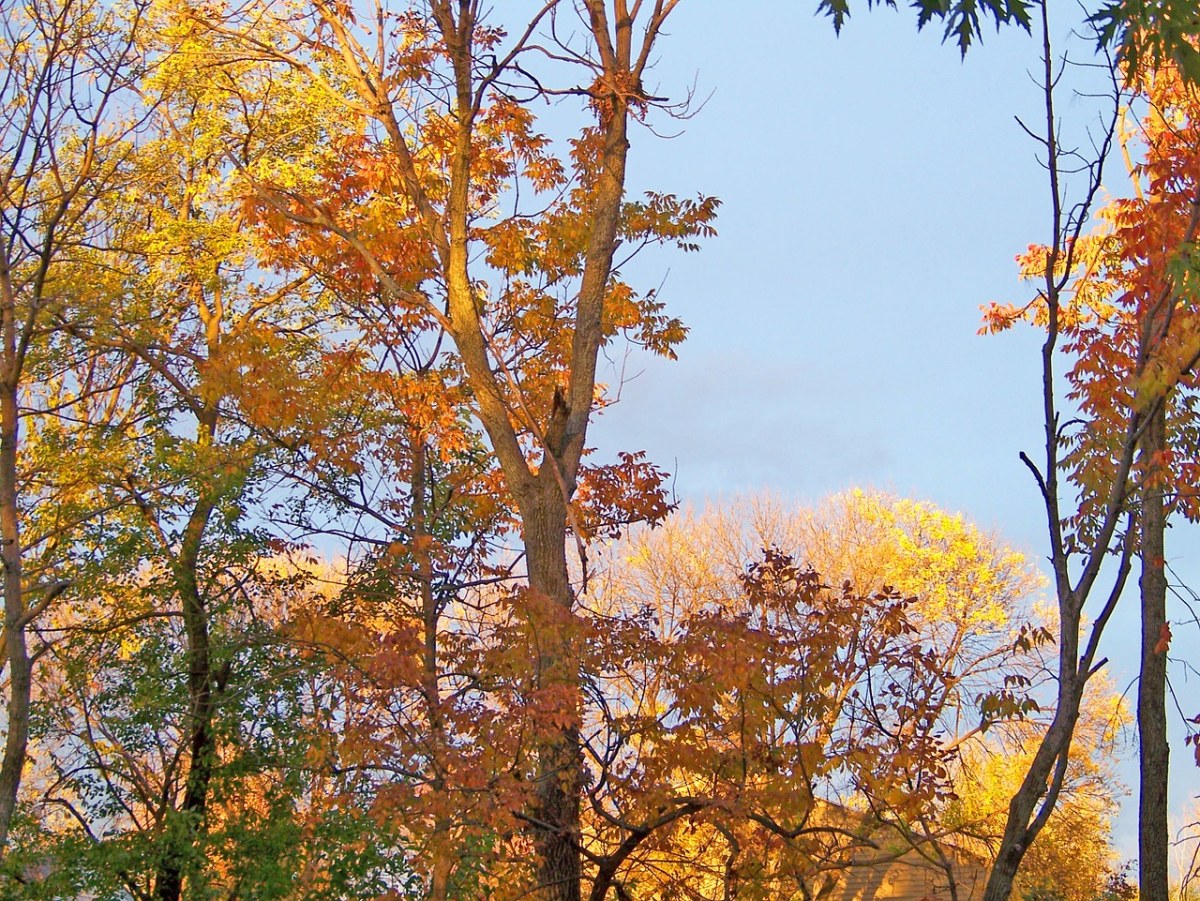 秋、树、秋天免费图片