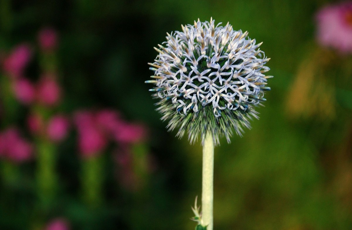 蒲公英、Hawkbit、花免费图片