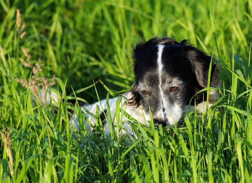 狗,草地,草地上的狗