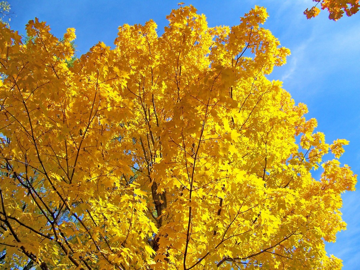 黄色、枫、树免费图片