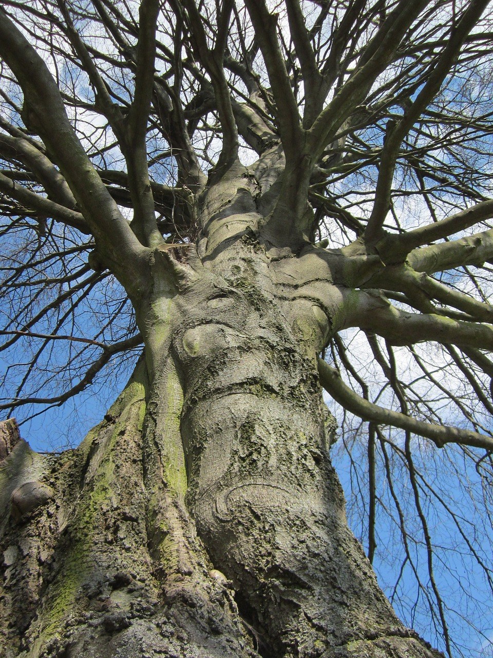 青冈,欧洲山毛榉,常见的山毛榉