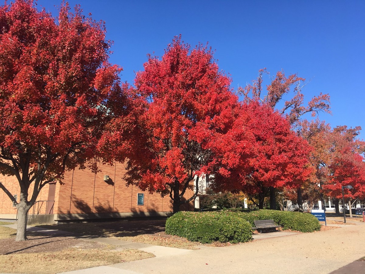 Old、Dominion大学、秋天、树免费图片