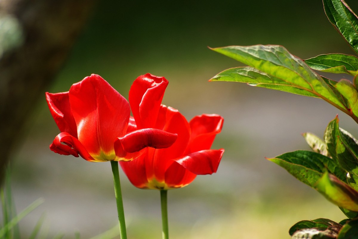 郁金香、红色、鲜花免费图片