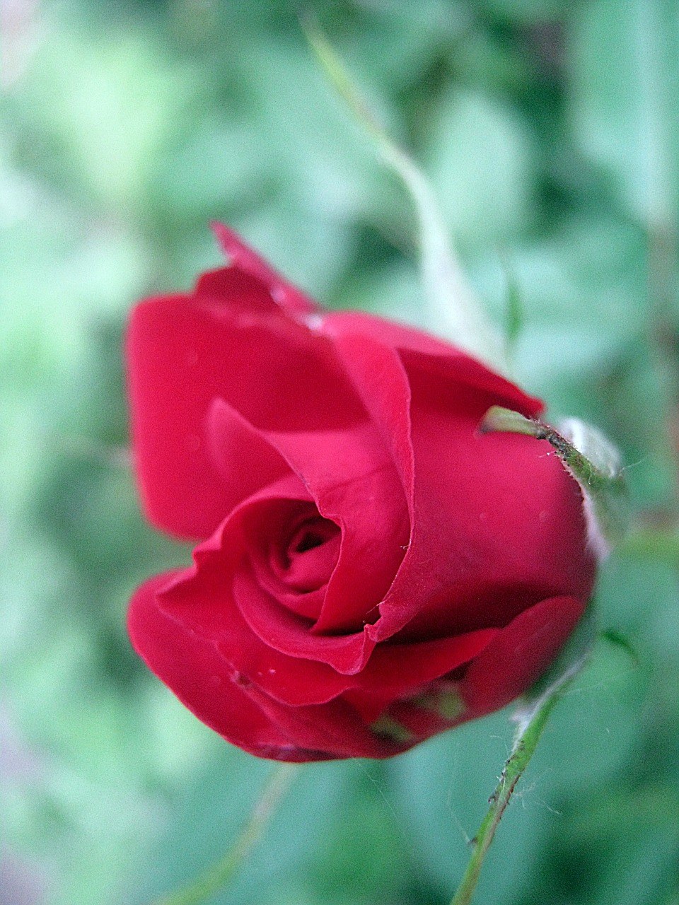 红色、玫瑰、春天免费图片