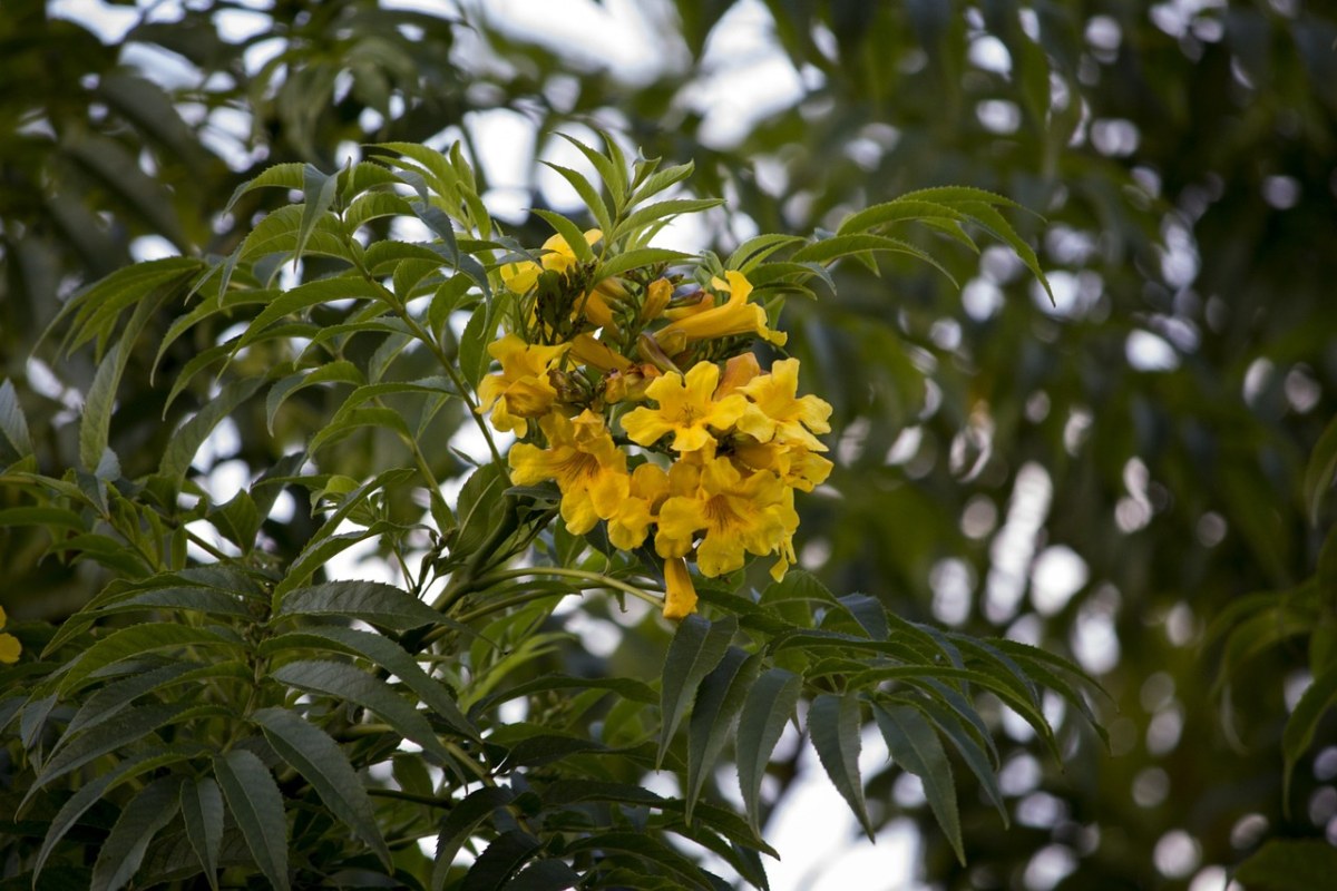 黃色的花,保羅-巴西,樹flrída - 免費可商用圖片 - cc0.cn