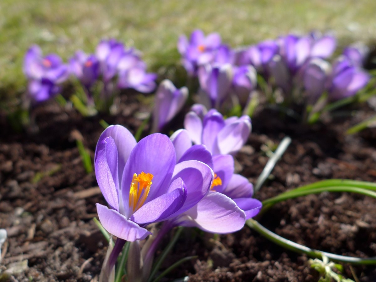 藏红花、春天、紫免费图片
