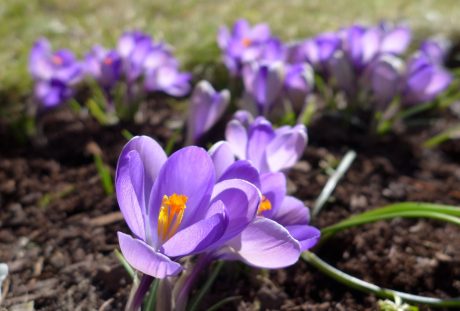 藏红花、春天、紫
