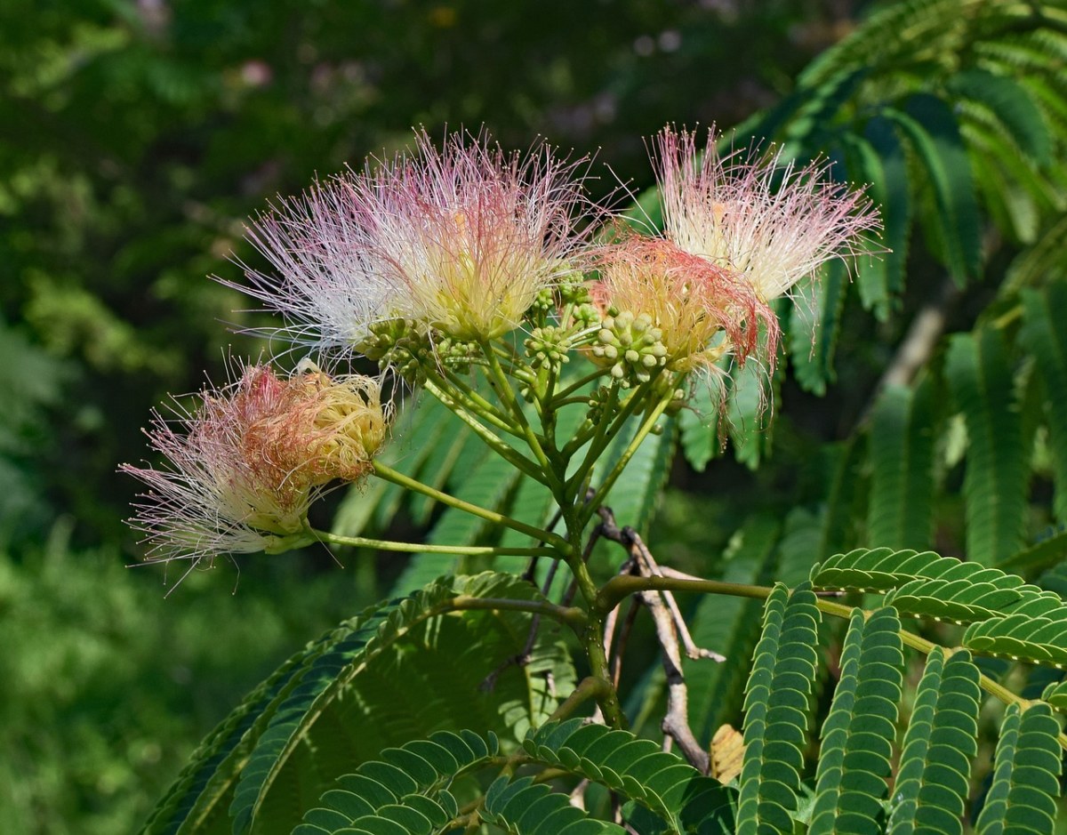 红含羞草,花,开花