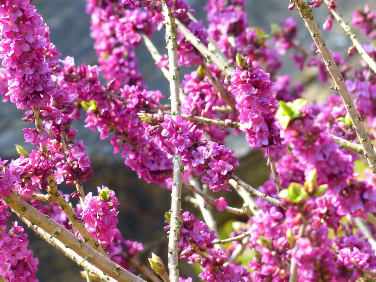 阳光下的紫荆花免费图片