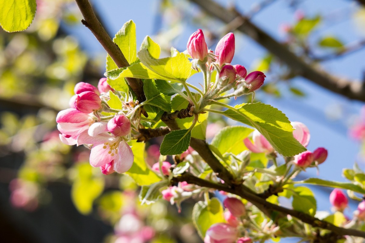 苹果花、苹果树、芽免费图片