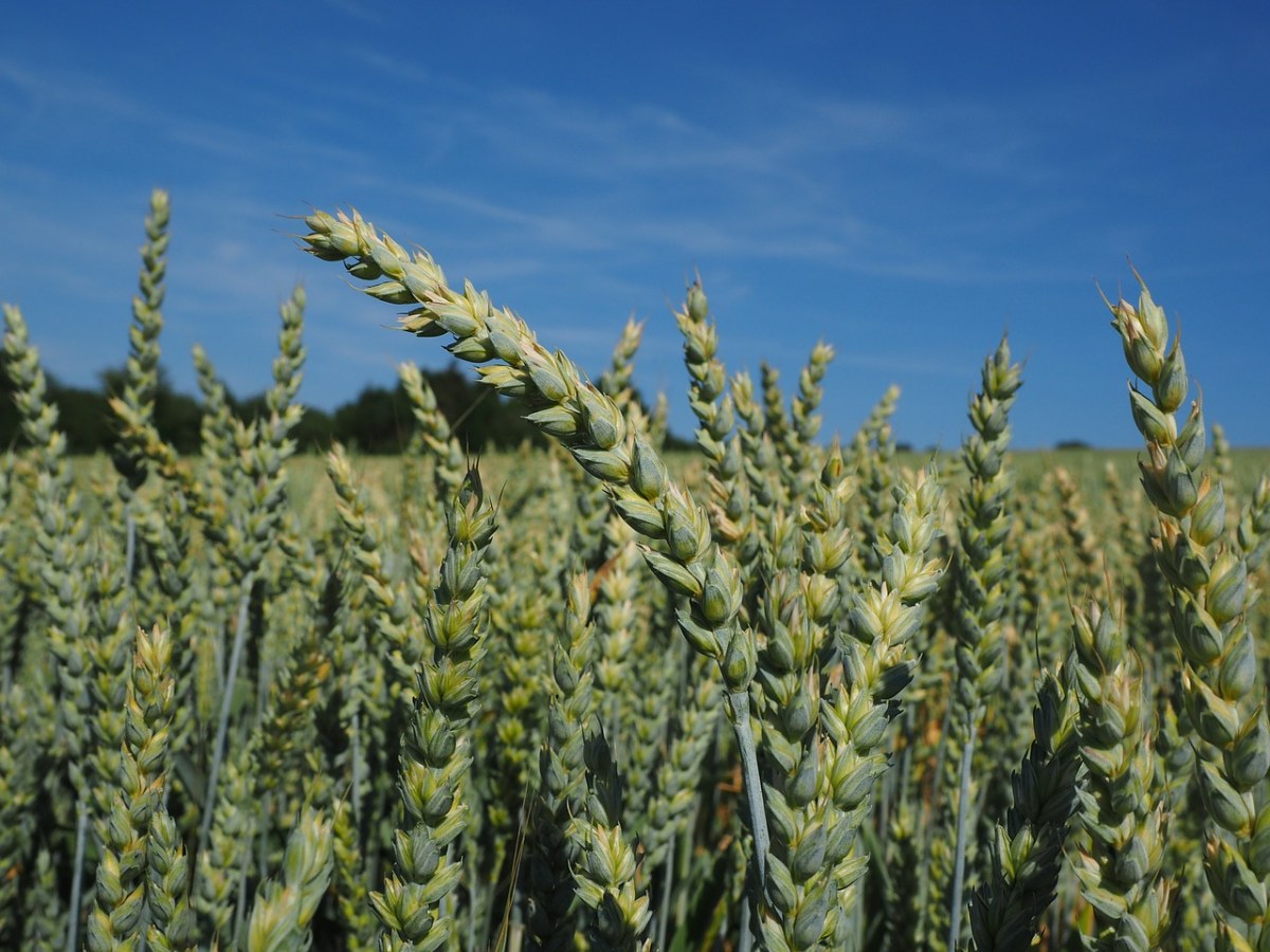 小麦、麦田、谷物免费图片