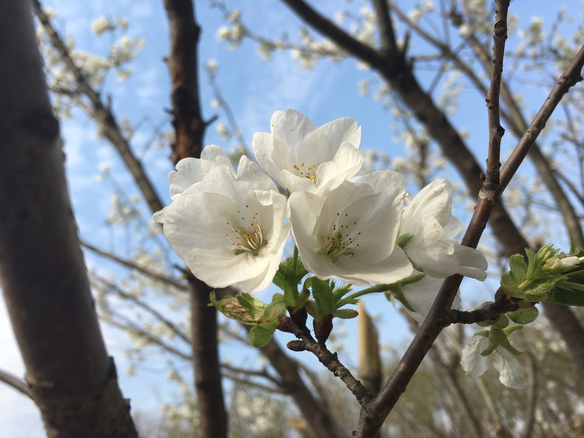 樱花、春天免费图片