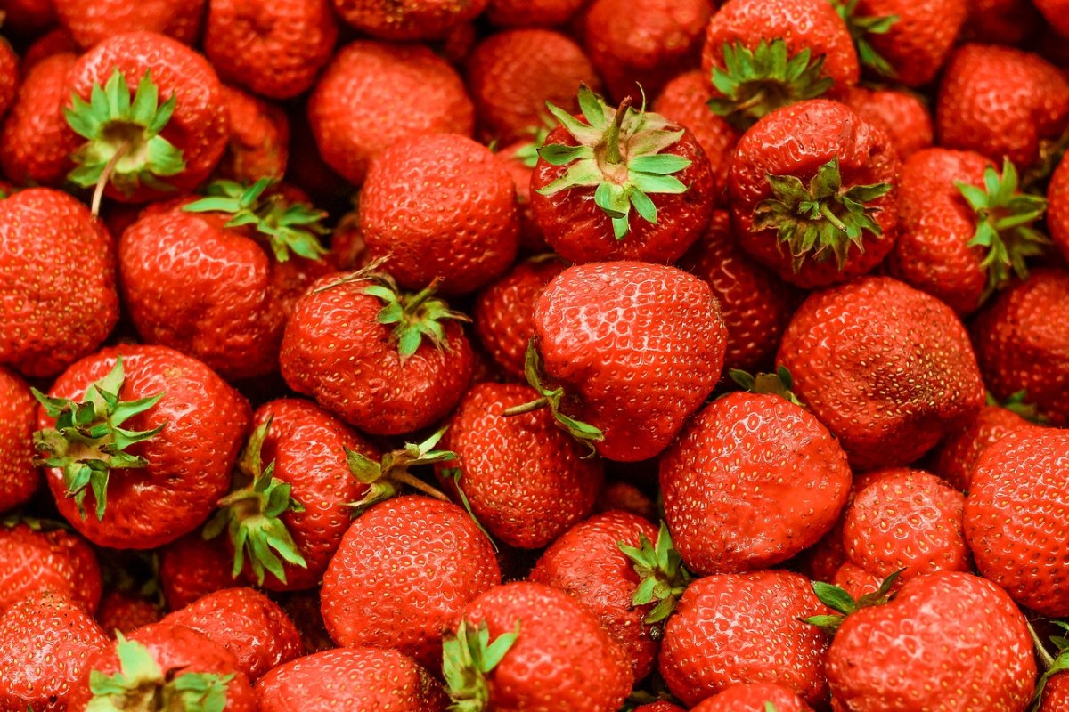 草莓图片免费图片
