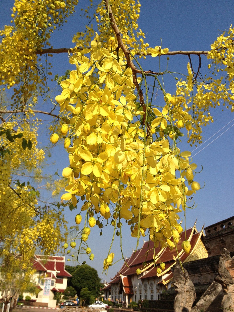 植物区系、黄色花、自然免费图片