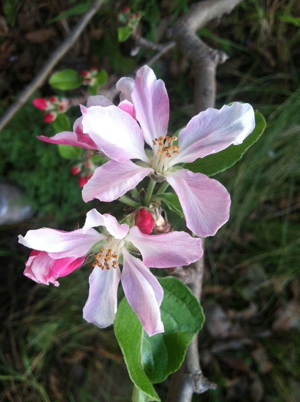 开花、苹果、粉红色免费图片