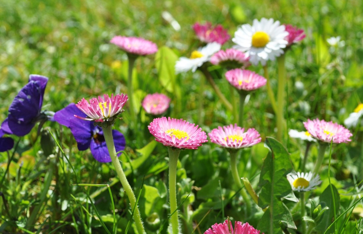 雏菊、粉色雏菊、春天免费图片