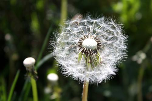 蒲公英、植物、关闭