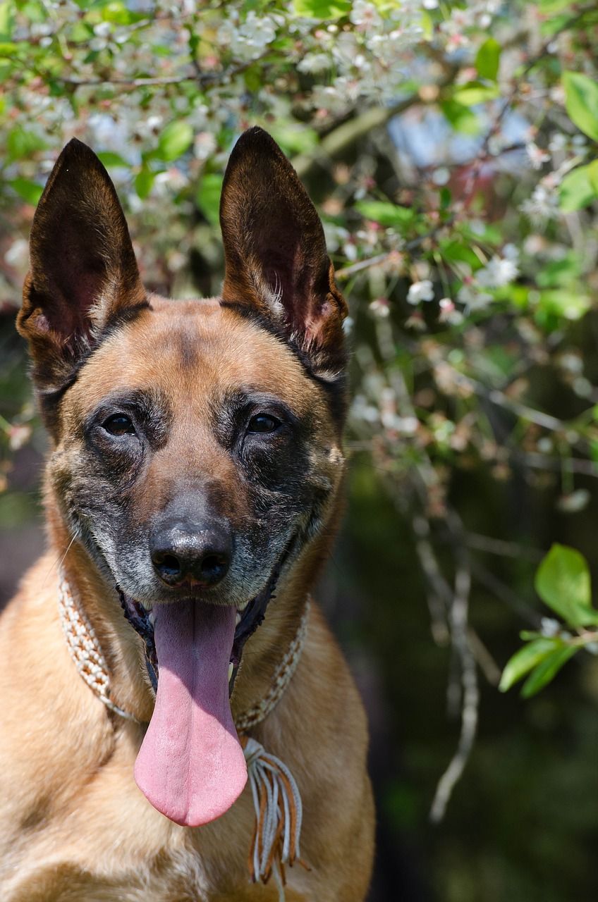 玛利诺犬,schfer的狗