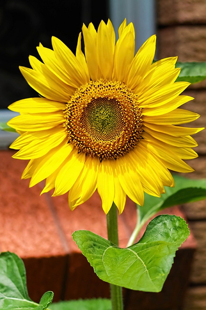 黄色的花、向日葵免费图片