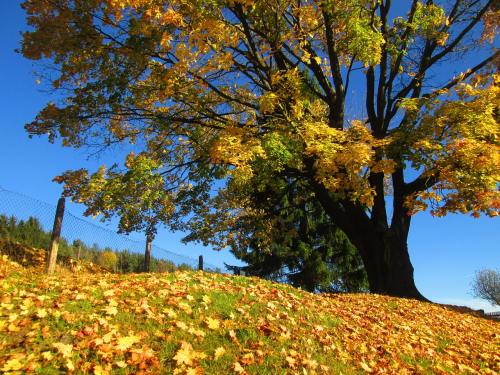秋、树、颜色