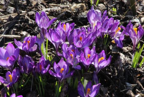 藏红花、紫、春天