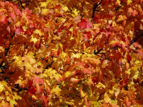 秋天一棵树、着色、红色