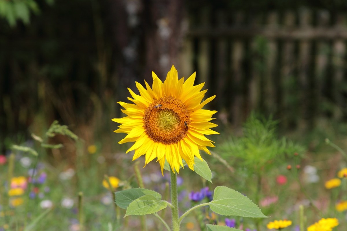 向日葵、开花、景观免费图片