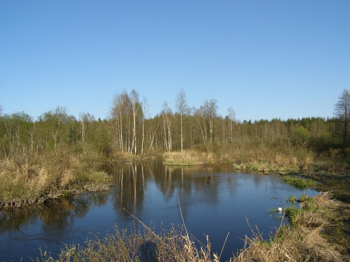 河、池、树免费图片