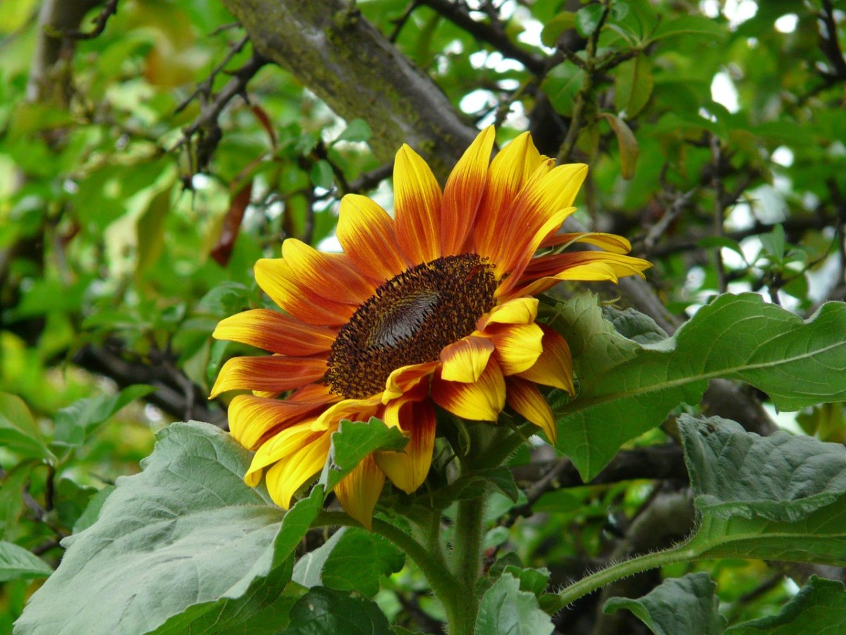 向日葵、花、开花免费图片