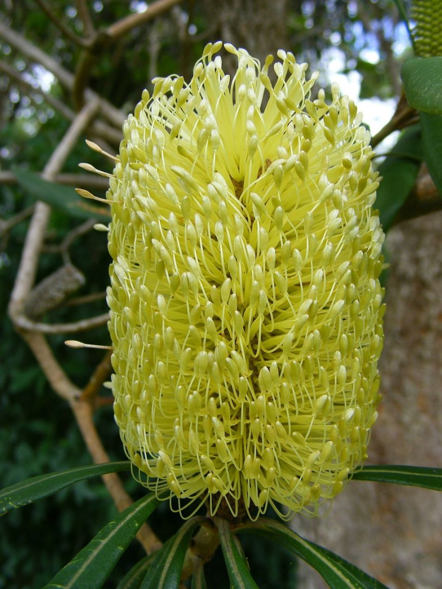 山龙眼花,艾幕角,花