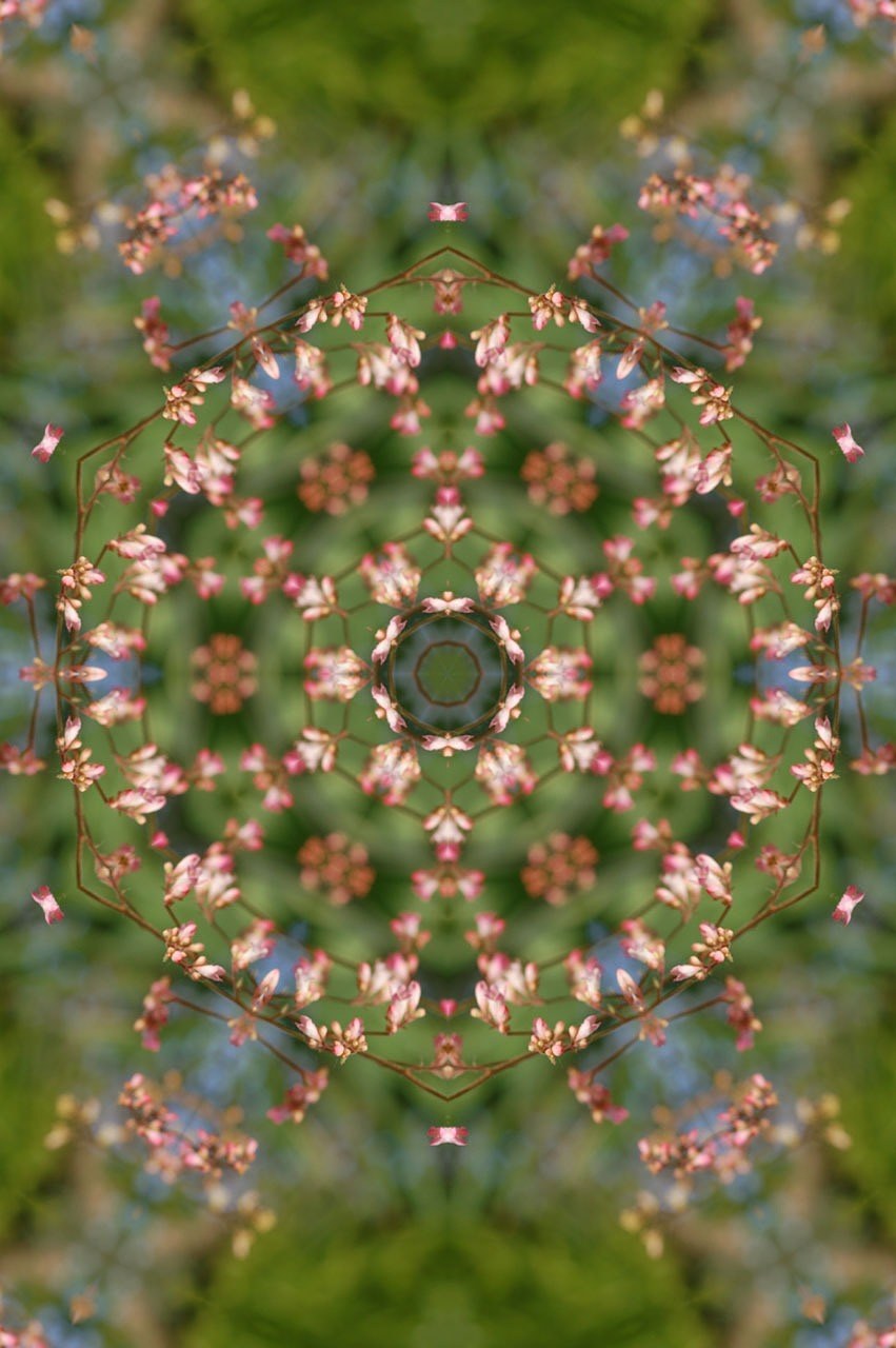 曼陀罗,花,花的